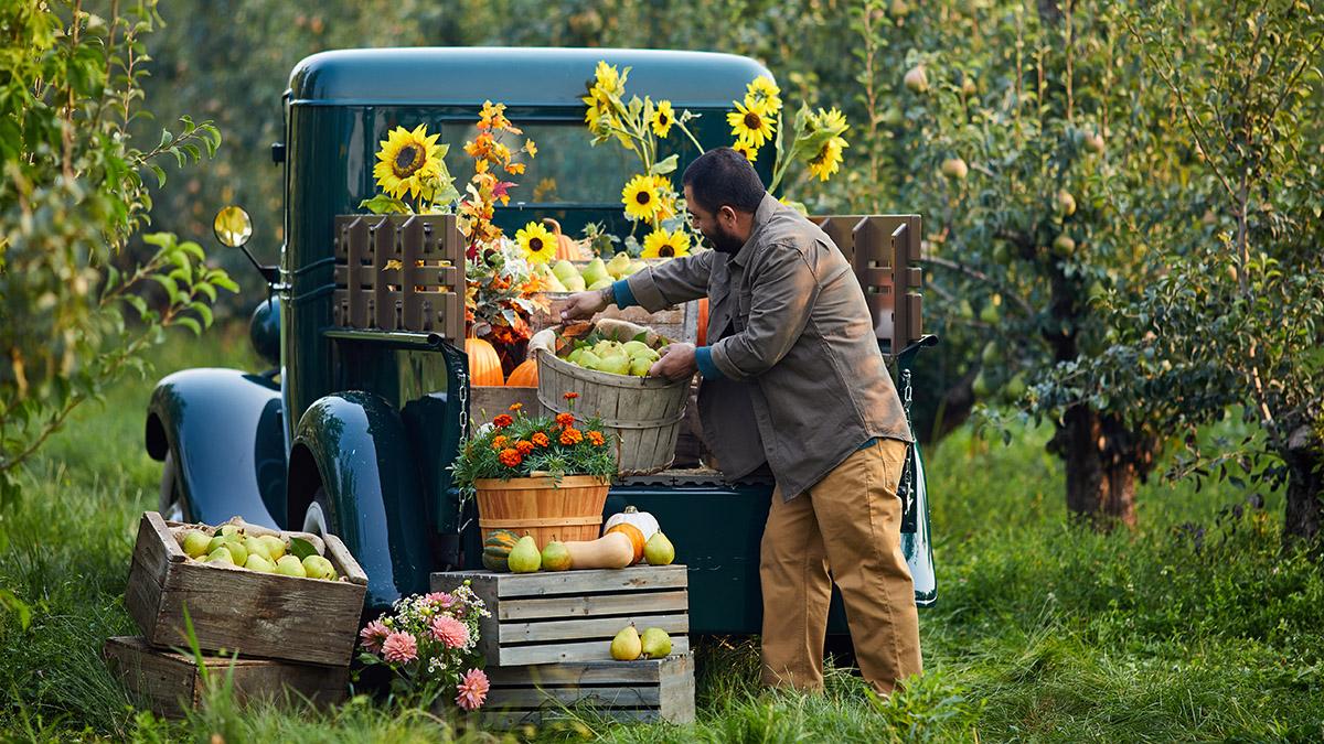 Article Cards Featured Image Pear harvest in the fall