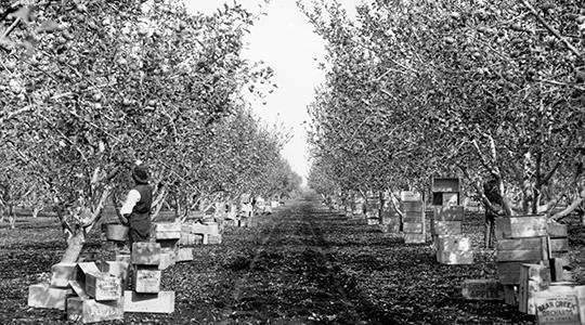 Article Cards Featured Image After a long winter's rest, the fruit trees of the Rogue River Valley spring to life and the spectacular cycle of the pear orchards begins anew.