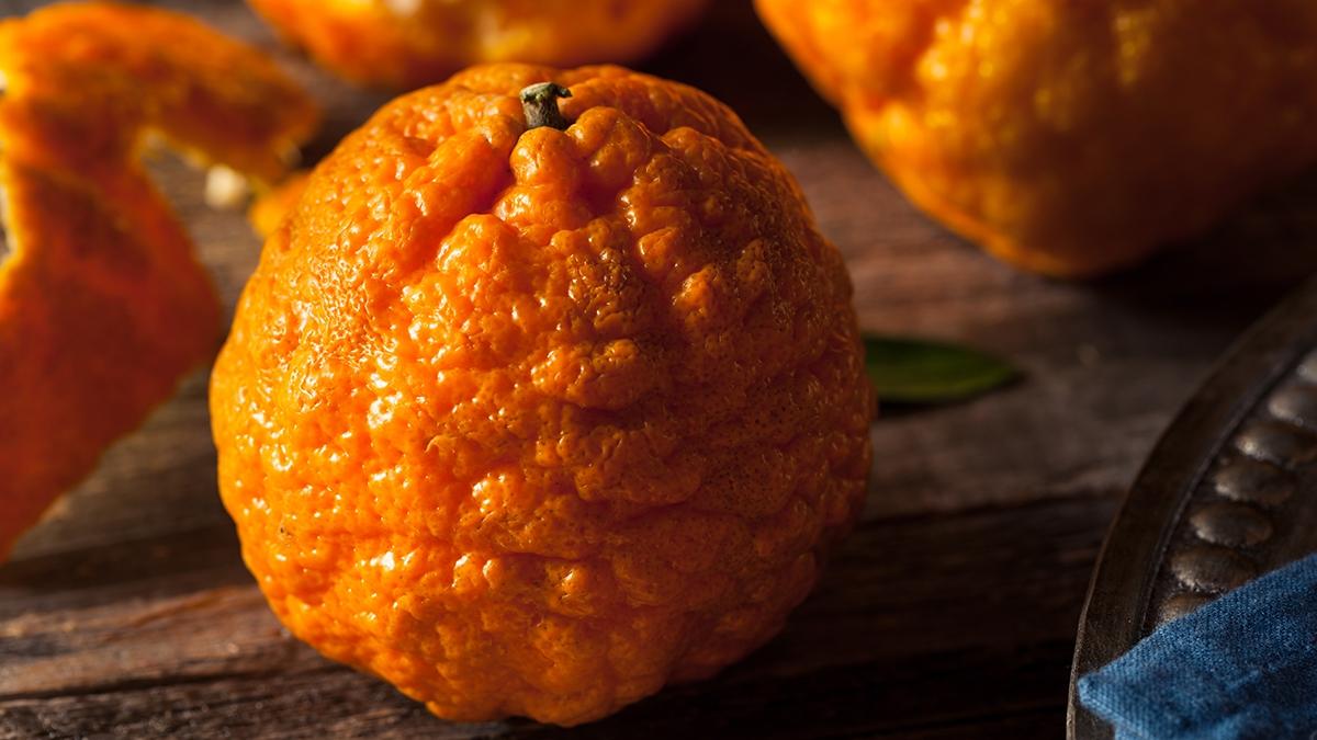 gold nugget mandarin