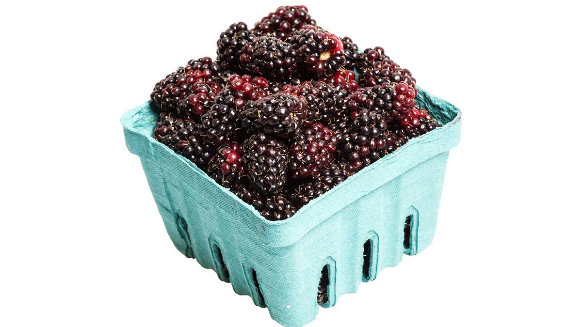 Article Cards Featured Image A Basket of freshly picked Marionberries isolated on white