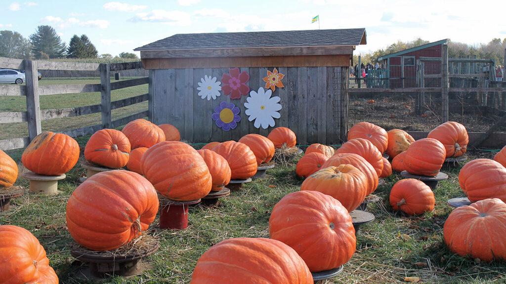 loving fall image    pumpkin patch